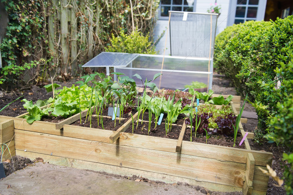 Plantaardige tuin groenten koud container glas Stockfoto © ivonnewierink