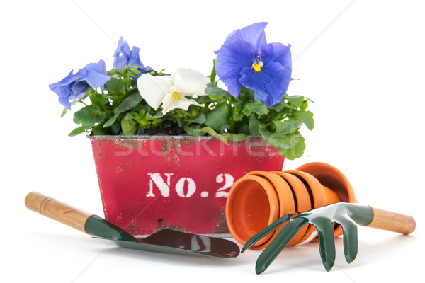 Crate Pansy plants Stock photo © ivonnewierink