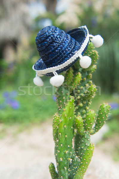 Cacto seis engraçado azul sombrero viajar Foto stock © ivonnewierink