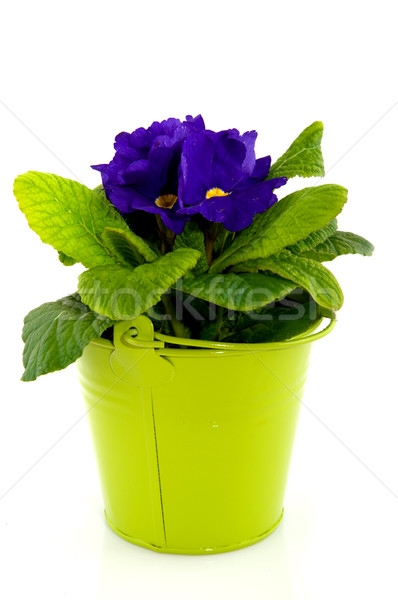 Blue Primula Stock photo © ivonnewierink