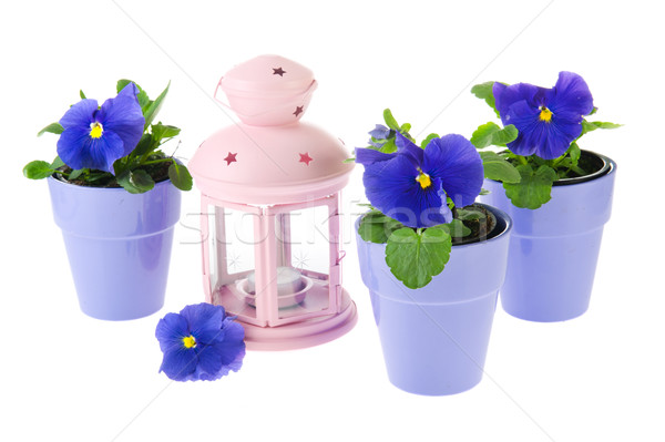 Blue pansy plants with pink lantern Stock photo © ivonnewierink