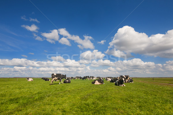 Rinder Kühe schwarz Wiesen Wolken Stock foto © ivonnewierink