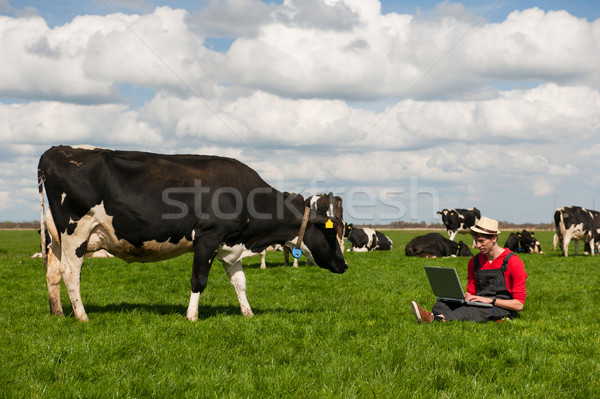 商業照片: 年輕 · 農民 · 筆記本電腦 · 場 · 奶牛 · 工作的