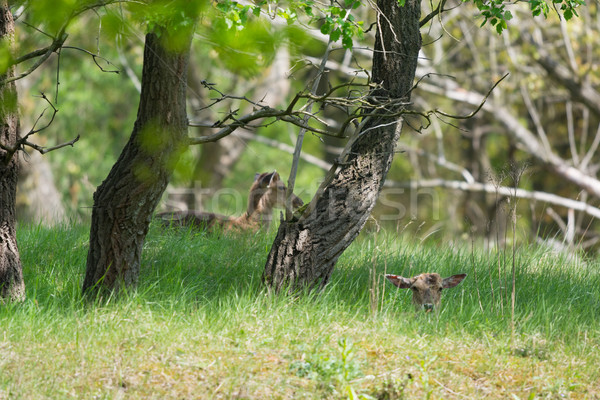 Roe deer Stock photo © ivonnewierink