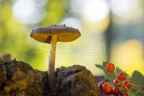  velvet bolete in forest Stock photo © ivonnewierink