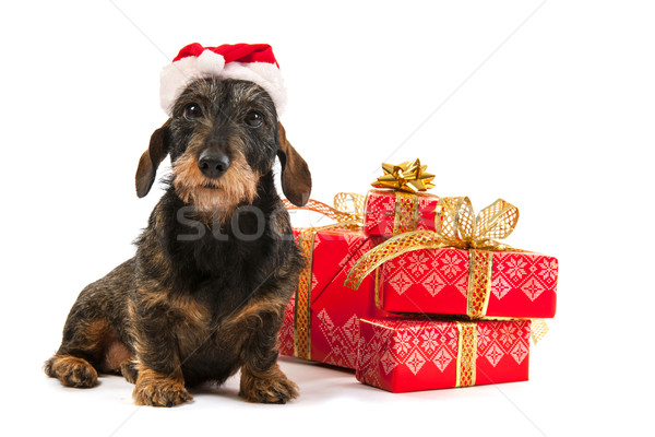 Draht Dackel Weihnachten hat rot Stock foto © ivonnewierink