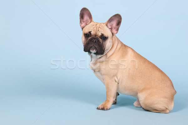French bulldog Stock photo © ivonnewierink
