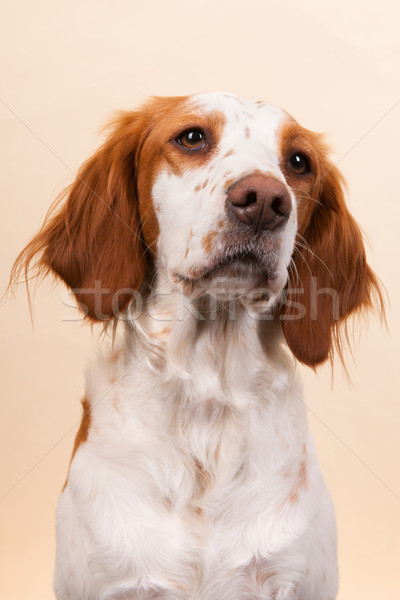 Portrait of Cross-breed Spaniel Stock photo © ivonnewierink