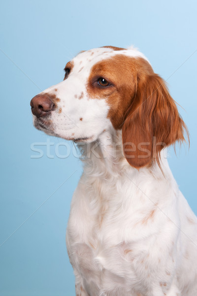 Portrait of Cross-breed Spaniel Stock photo © ivonnewierink