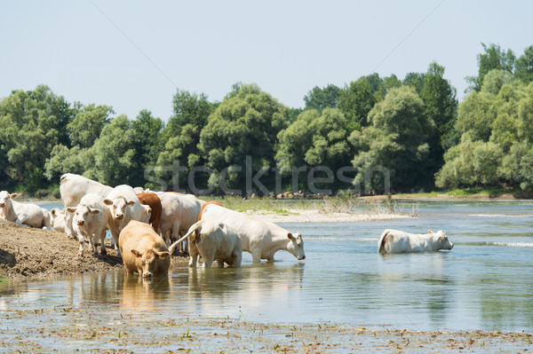 Stock photo: Charolais cows in river