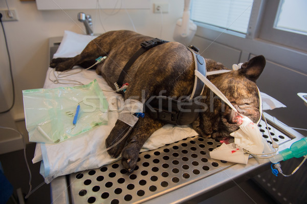 Zahnpflege Hund Tierarzt Zimmer Zahnarzt Pflege Stock foto © ivonnewierink