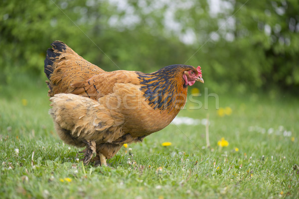 Free range chicken at the farm Stock photo © ivonnewierink