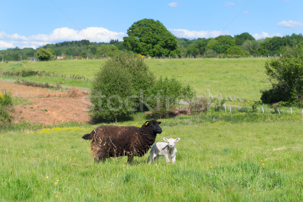 Black sheep with lamb Stock photo © ivonnewierink
