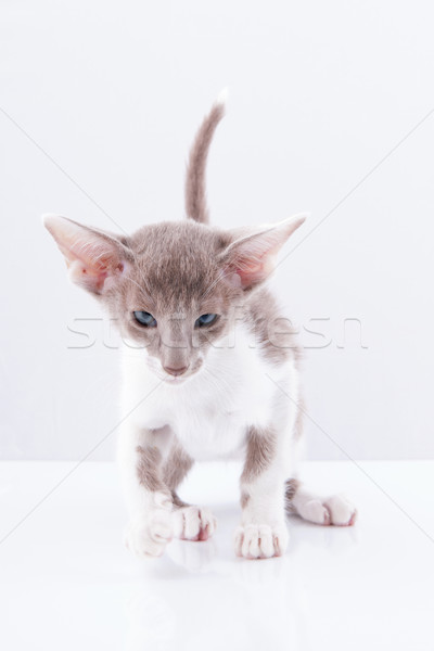 Siamese kitten Stock photo © ivonnewierink