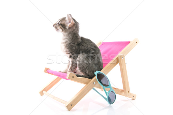 Siamese tabby kitten on beach chair Stock photo © ivonnewierink
