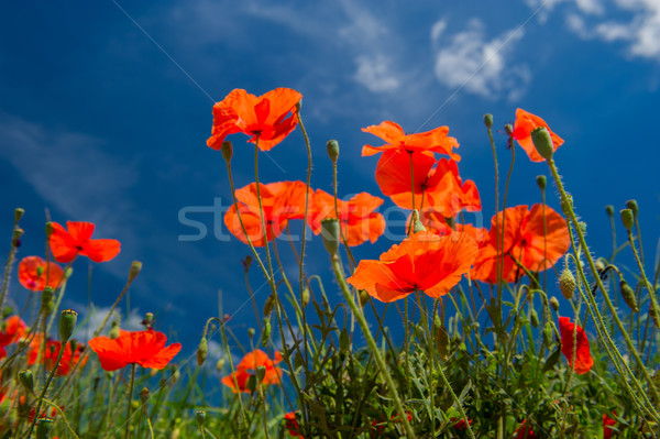 Stockfoto: Rood · klaprozen · blauwe · hemel · bloemen