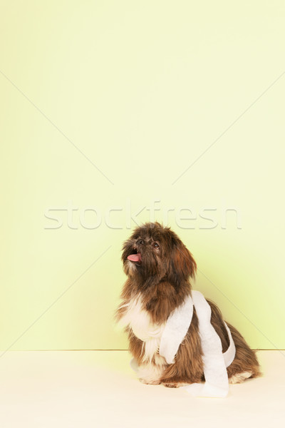 Câine bandaj verde portret bolnav limbă Imagine de stoc © ivonnewierink