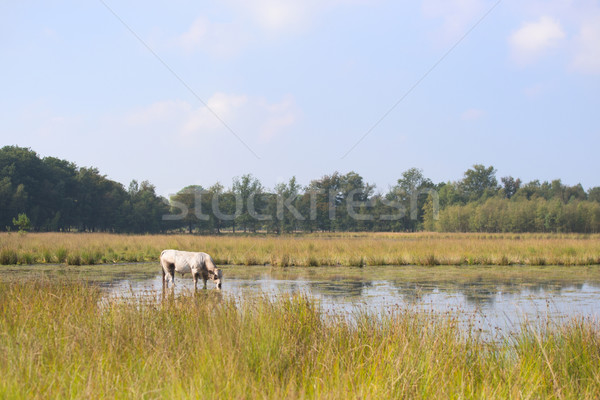 Nature landscape with cows in water Stock photo © ivonnewierink