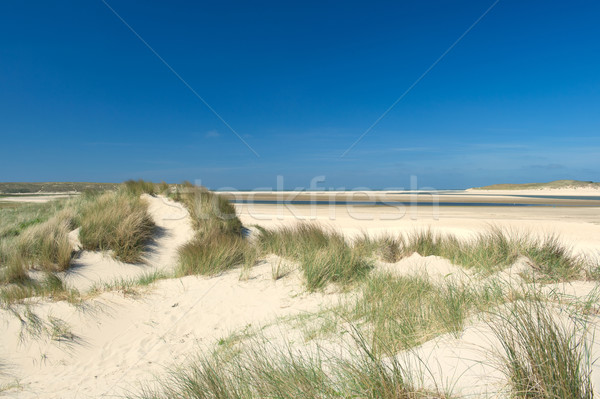 Homok part felső holland fű tájkép Stock fotó © ivonnewierink