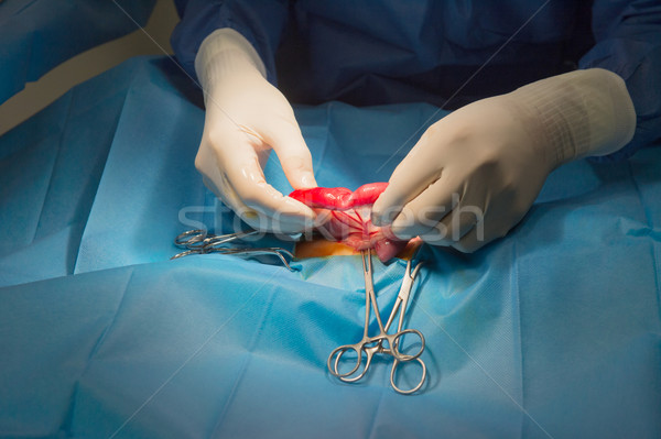Chirurgii zwierząt lekarz weterynarii kot pokój człowiek Zdjęcia stock © ivonnewierink