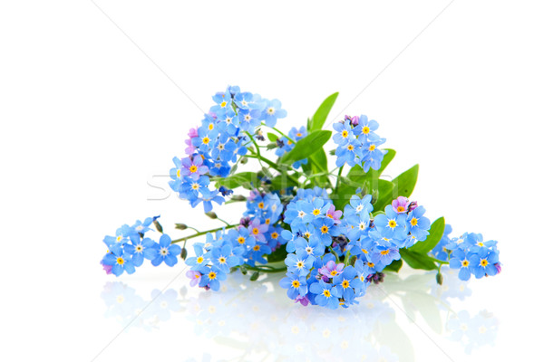 Forget me not Stock photo © ivonnewierink