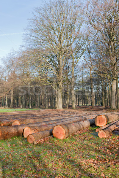 Cut trees Stock photo © ivonnewierink