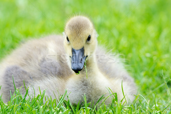 Young Canada goose Stock photo © ivonnewierink