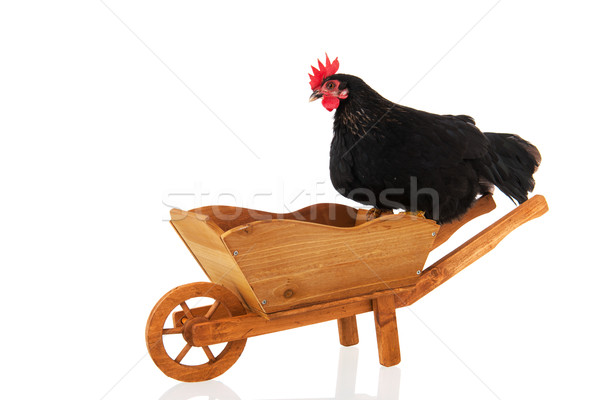Chicken on wheel barrow Stock photo © ivonnewierink