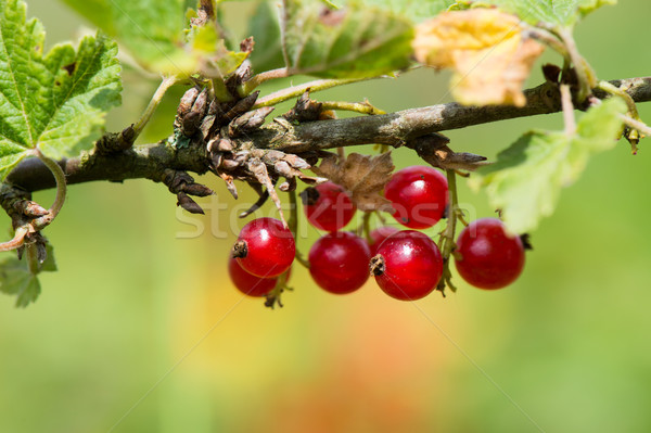 Red currants in bush Stock photo © ivonnewierink