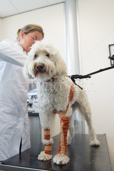 White dog with bandage at the veterinarian Stock photo © ivonnewierink