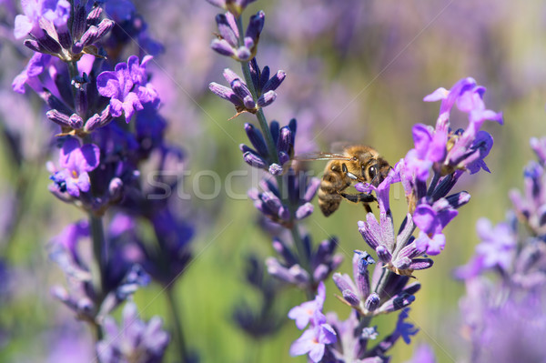 lavender flowers with bee in France Stock photo © ivonnewierink