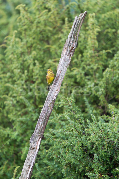 European yellowhammer in forest Stock photo © ivonnewierink