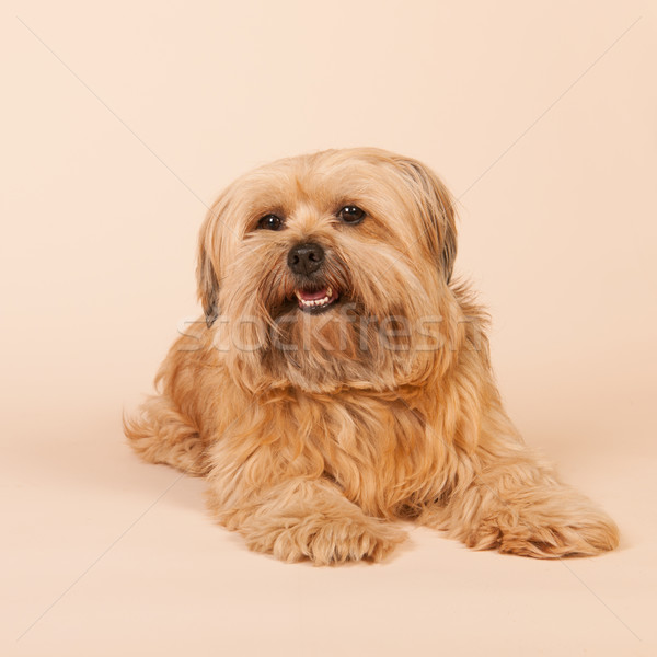 Piccolo dai capelli lunghi cane beige mista razza Foto d'archivio © ivonnewierink