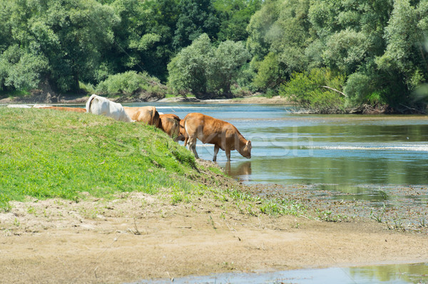 Koeien rivier westerse Frankrijk vee water Stockfoto © ivonnewierink