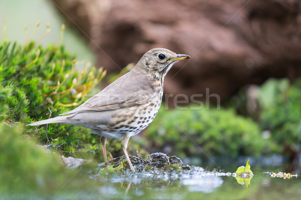 [[stock_photo]]: Muguet · nature · sol · arbre · oiseau · lac