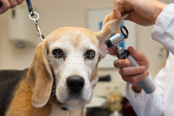 Beagle at the veterinarian Stock photo © ivonnewierink