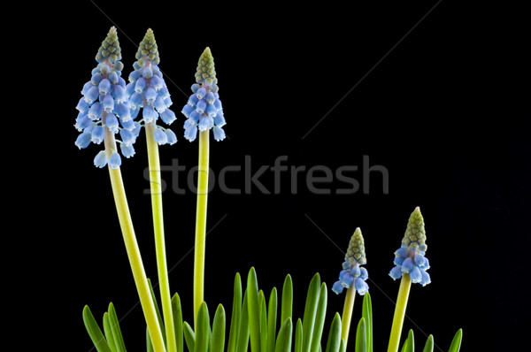 Blue Muscari on black Stock photo © ivonnewierink