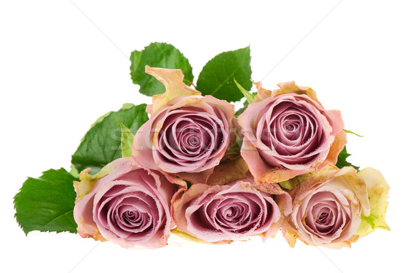 Purple roses Stock photo © ivonnewierink