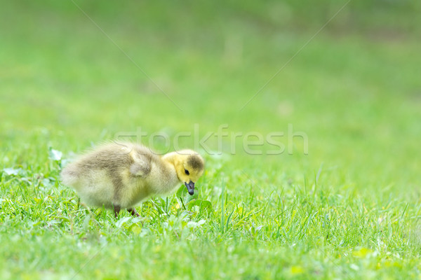 Little baby Canada goose Stock photo © ivonnewierink