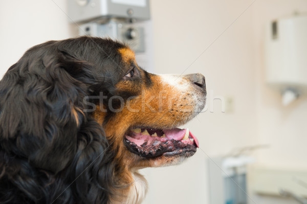 Berner sennenhund at the vet Stock photo © ivonnewierink