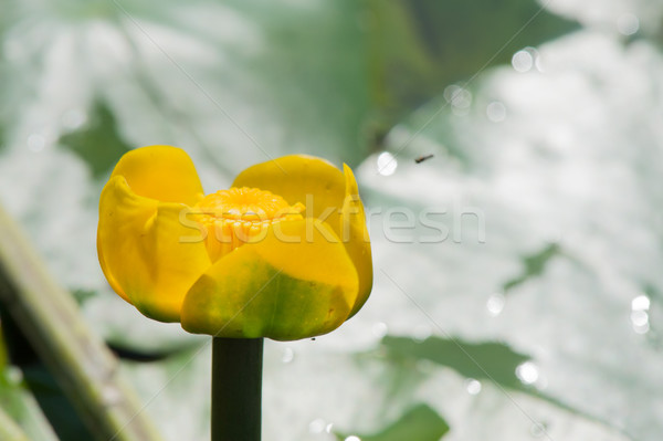 Yellow water-lily Stock photo © ivonnewierink