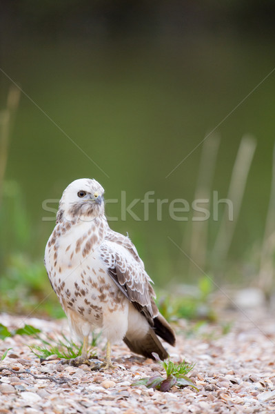 Common blonde buzzard Stock photo © ivonnewierink