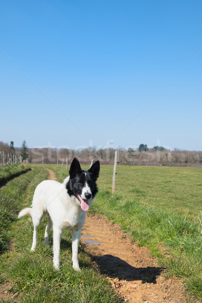 Hond permanente Open landschap witte natuur Stockfoto © ivonnewierink