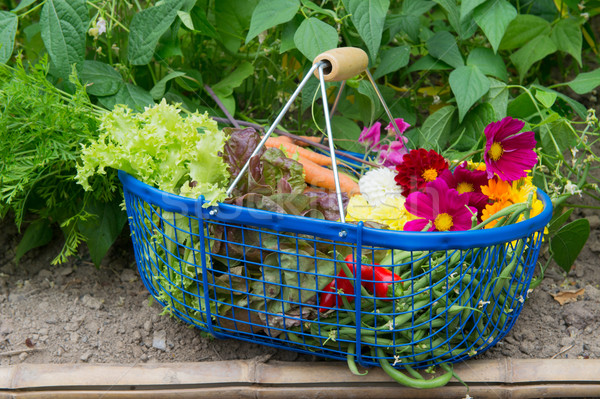 Harvest from the vegetable garden Stock photo © ivonnewierink
