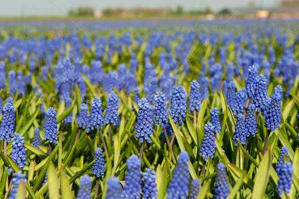 Many Muscari Stock photo © ivonnewierink