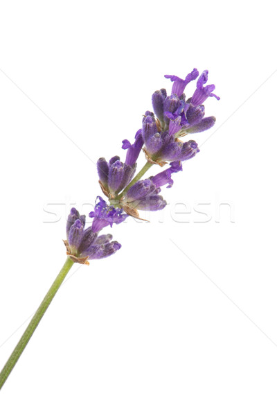 Sprig Lavender Stock photo © ivonnewierink