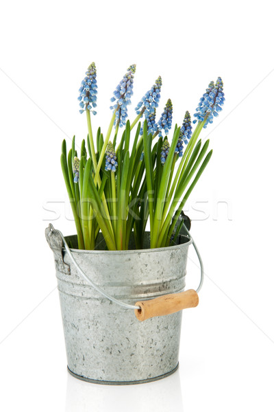 Bucket Blue Grape hyacinths Stock photo © ivonnewierink