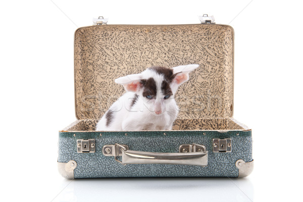 Kitten vintage koffer weinig oude kat Stockfoto © ivonnewierink