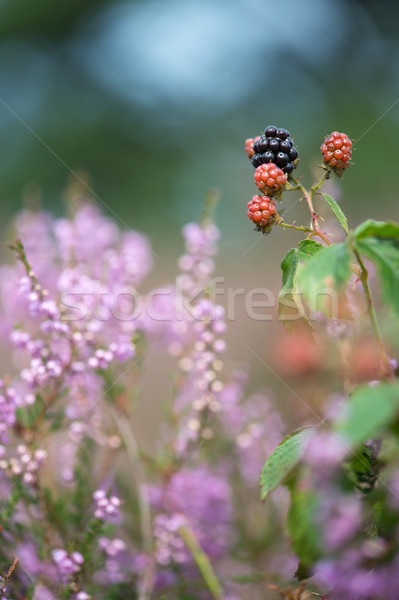 Bramble berries and heath Stock photo © ivonnewierink