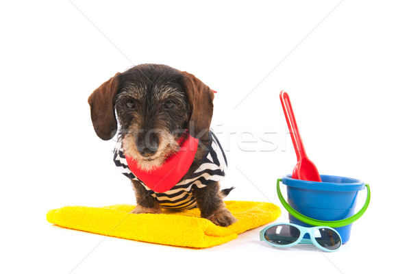 Wire haired dachshund at the beach Stock photo © ivonnewierink